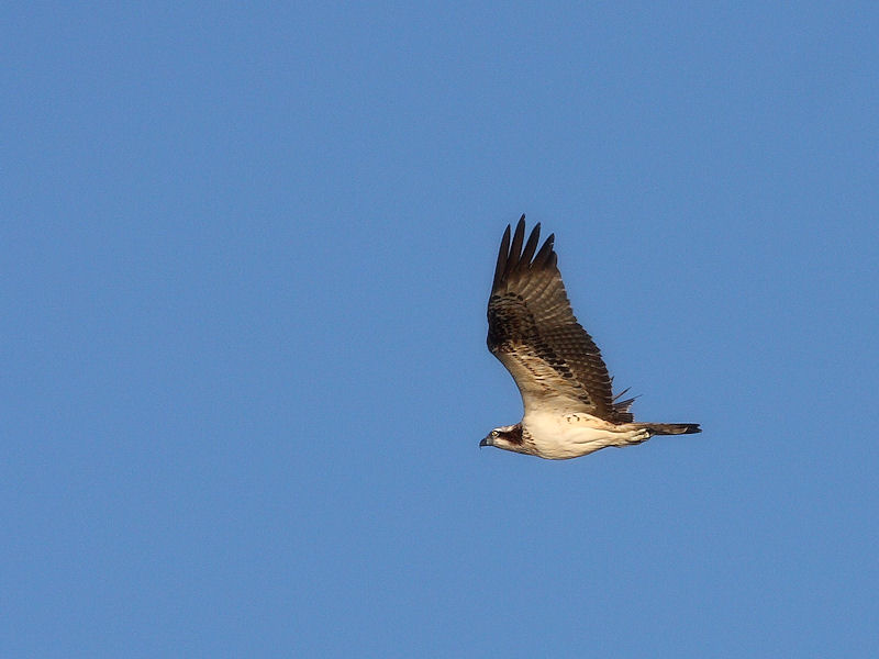 identificazione del rapace